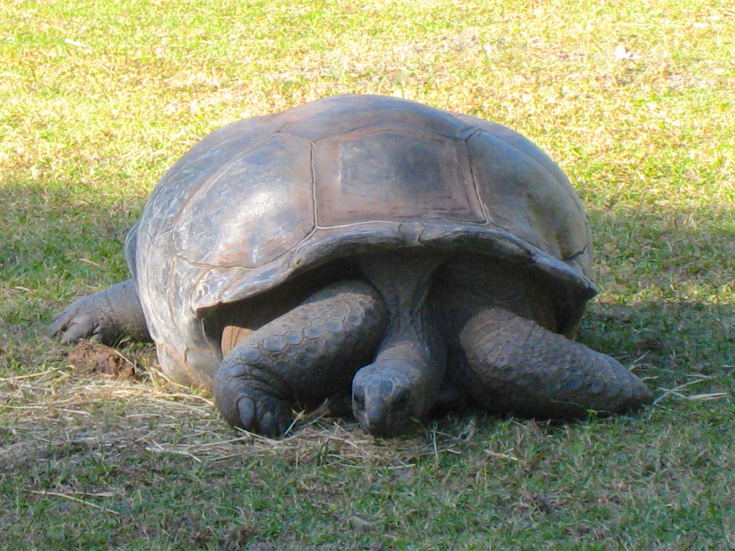 ALDABRA BREEDER