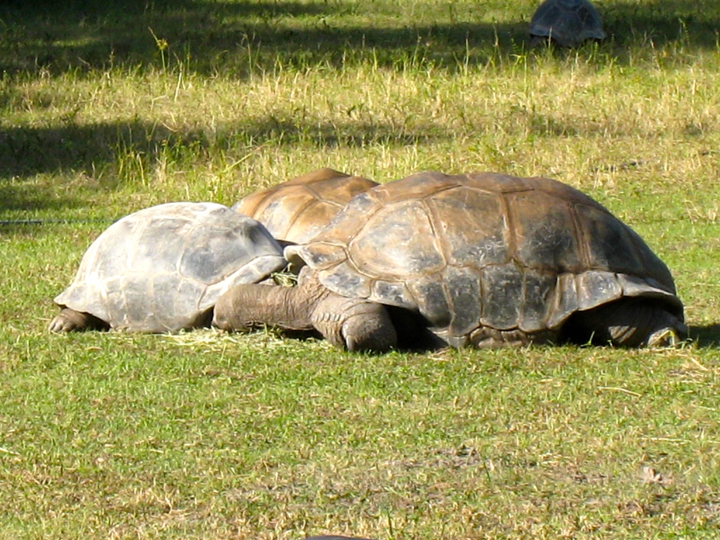 ALDABRA BREEDER