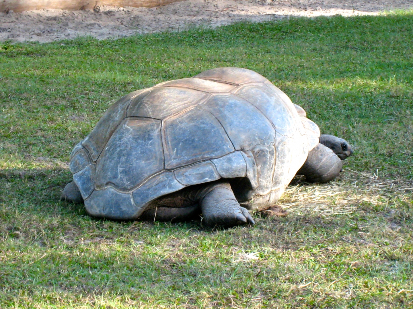 ALDABRA BREEDER