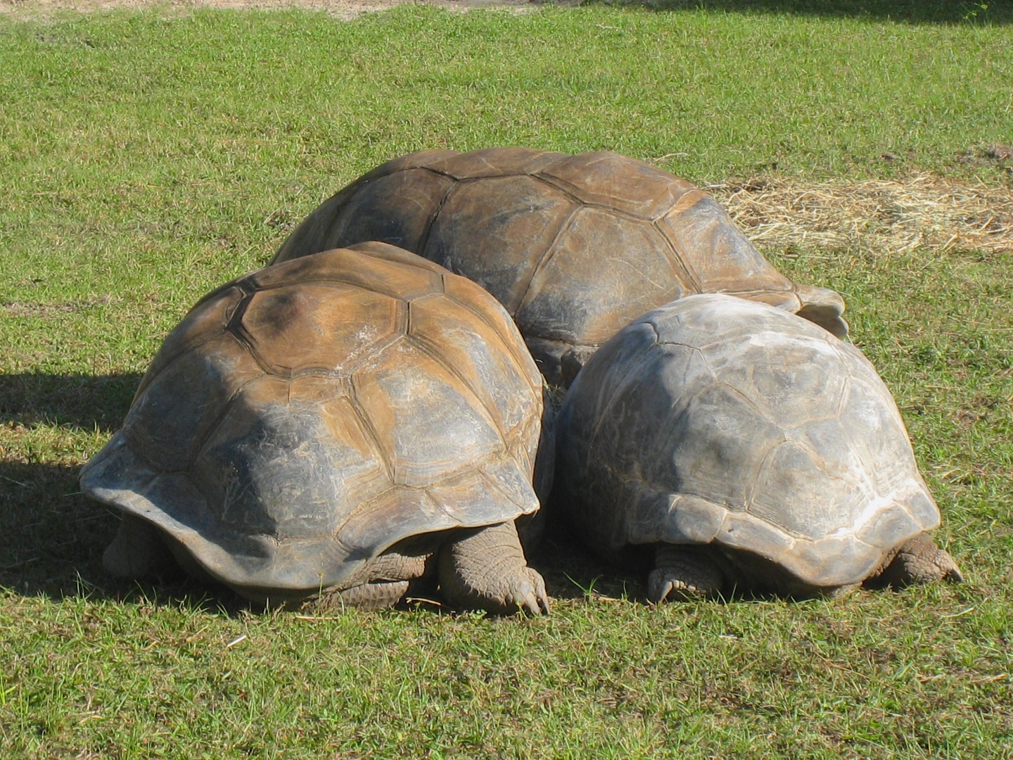 ALDABRA BREEDER