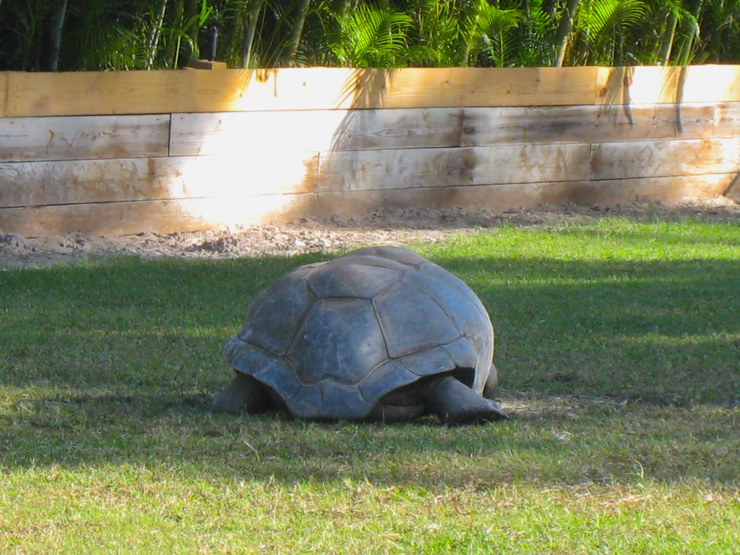 ALDABRA BREEDER