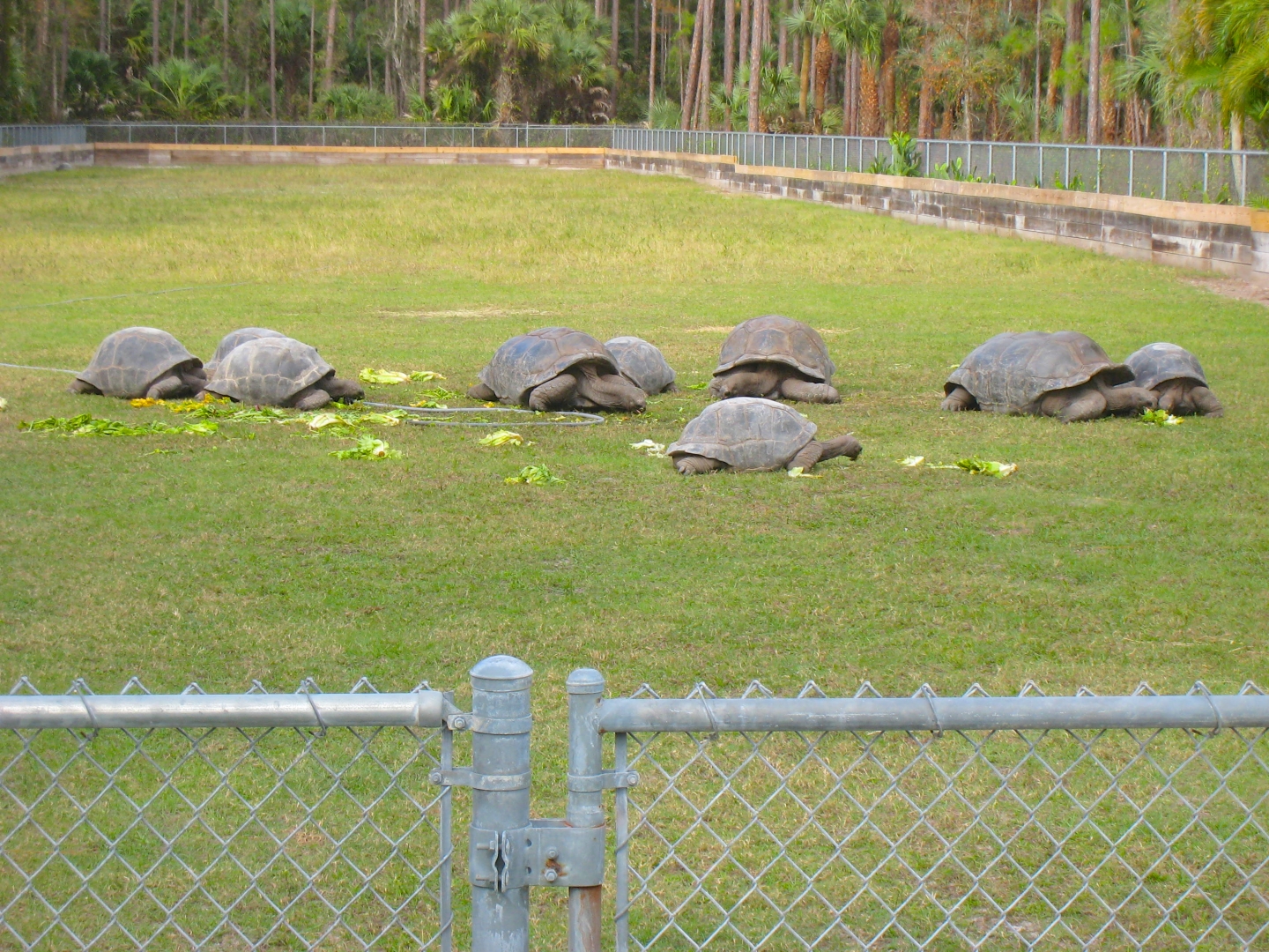 ALDABRA BREEDER