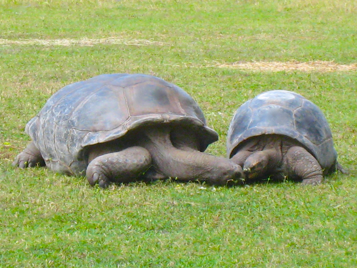 ALDABRA BREEDER