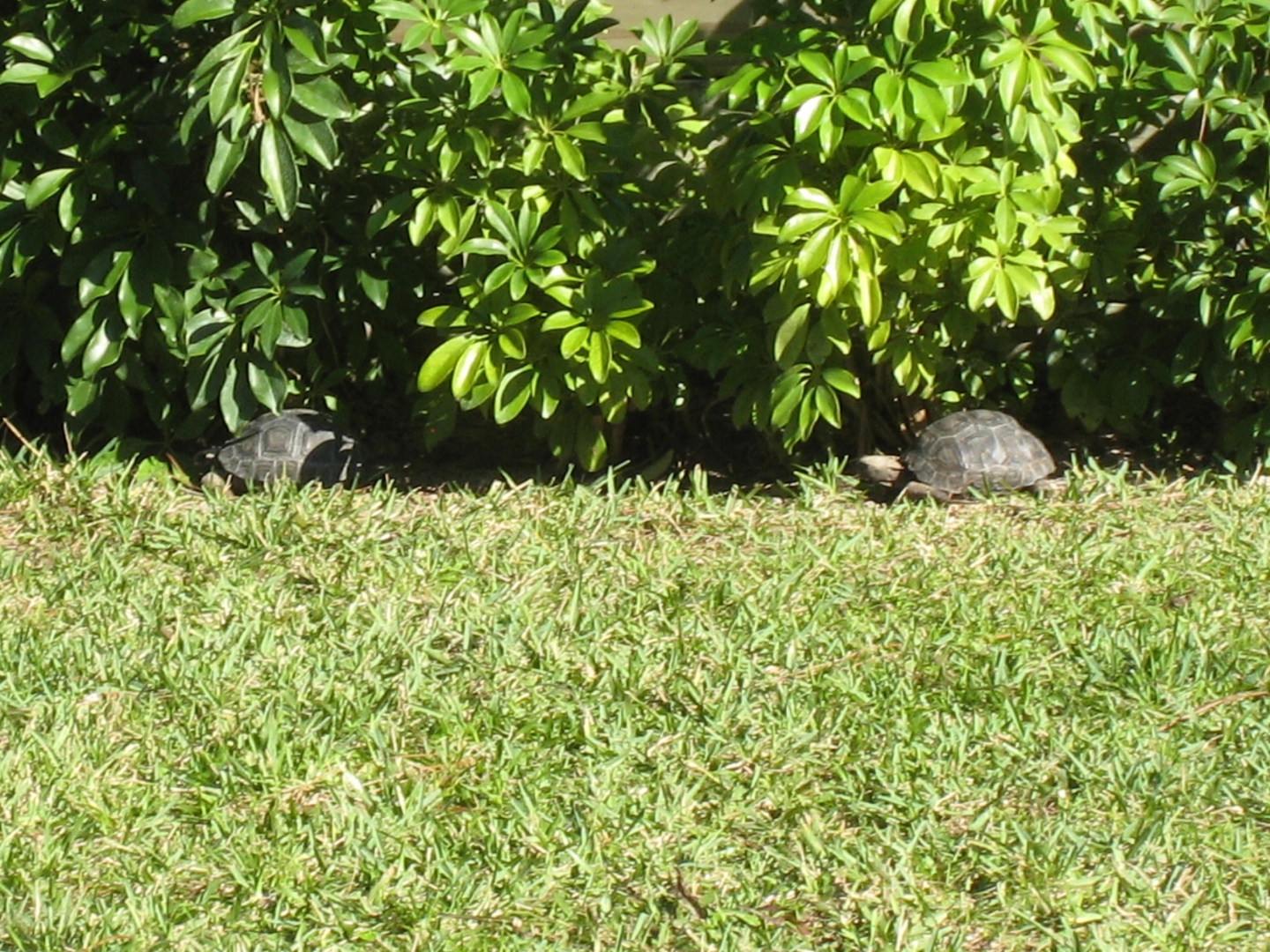ALDABRA BREEDER