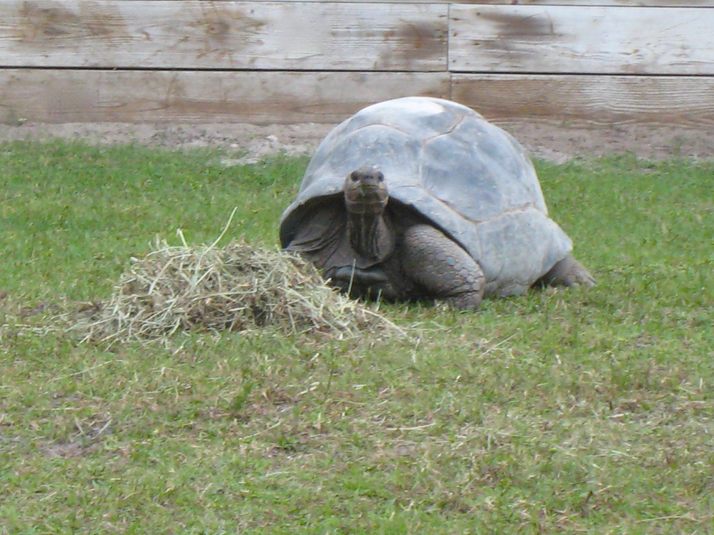 ALDABRA BREEDER