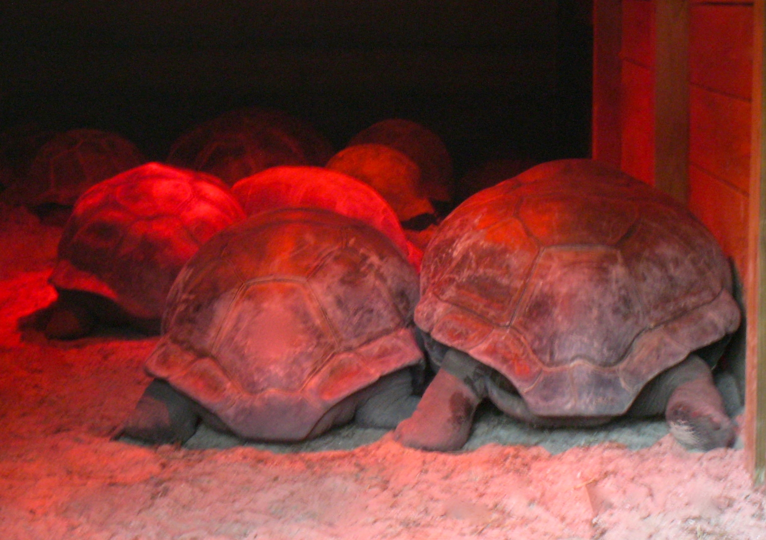 ALDABRA BREEDER