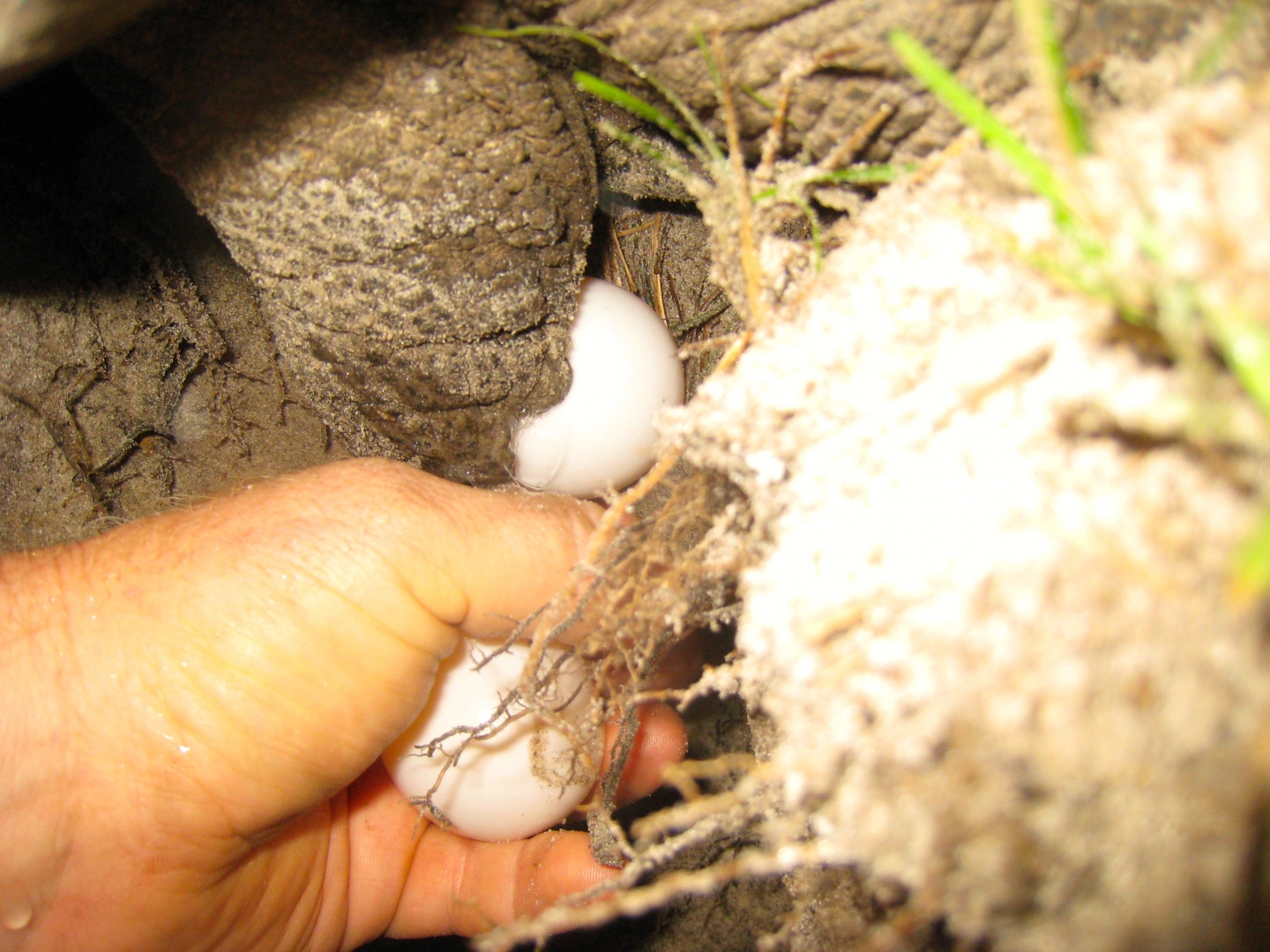 ALDABRA BREEDER