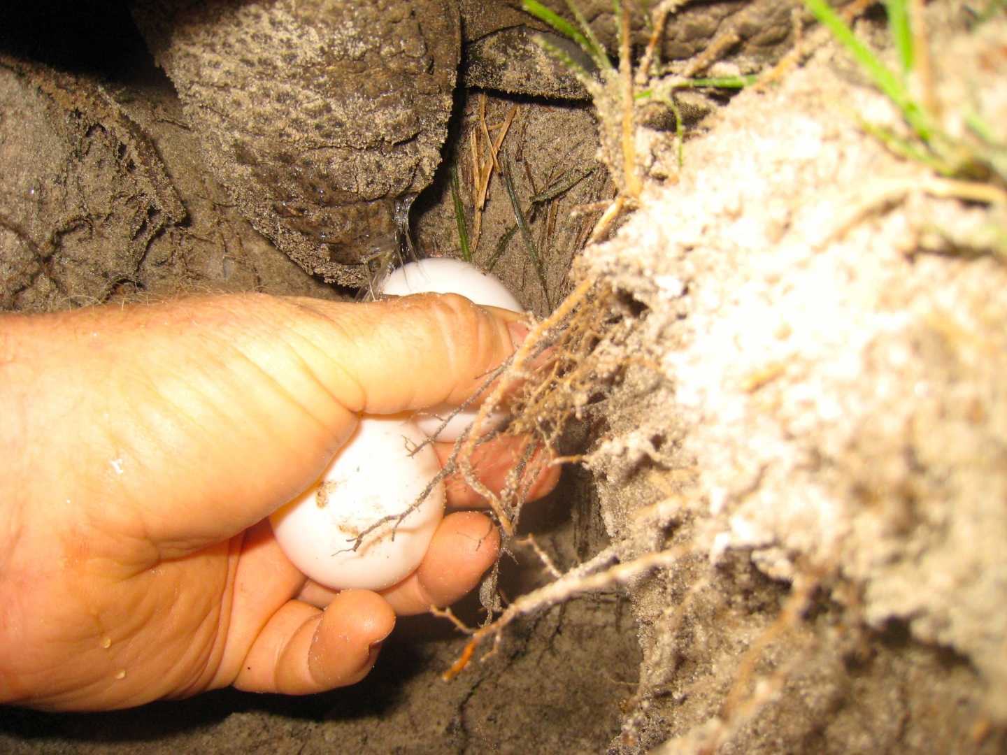 ALDABRA BREEDER