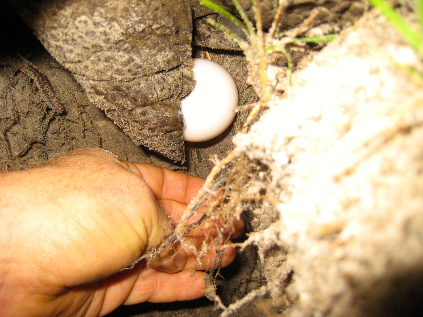ALDABRA BREEDER