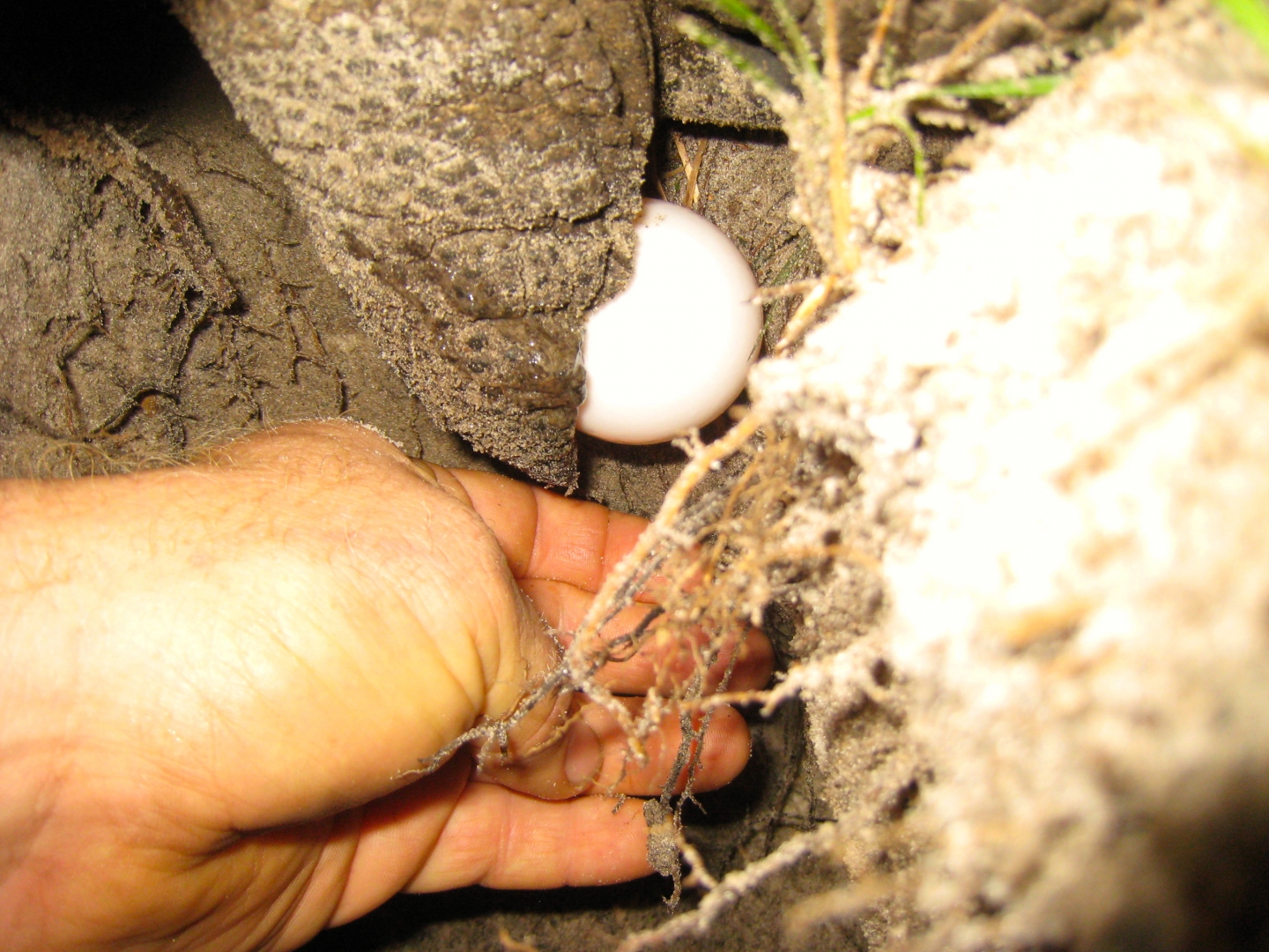 ALDABRA BREEDER
