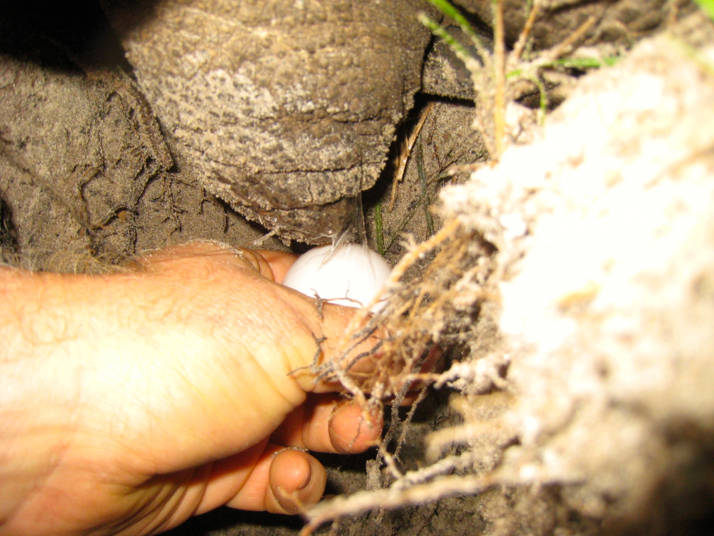ALDABRA BREEDER