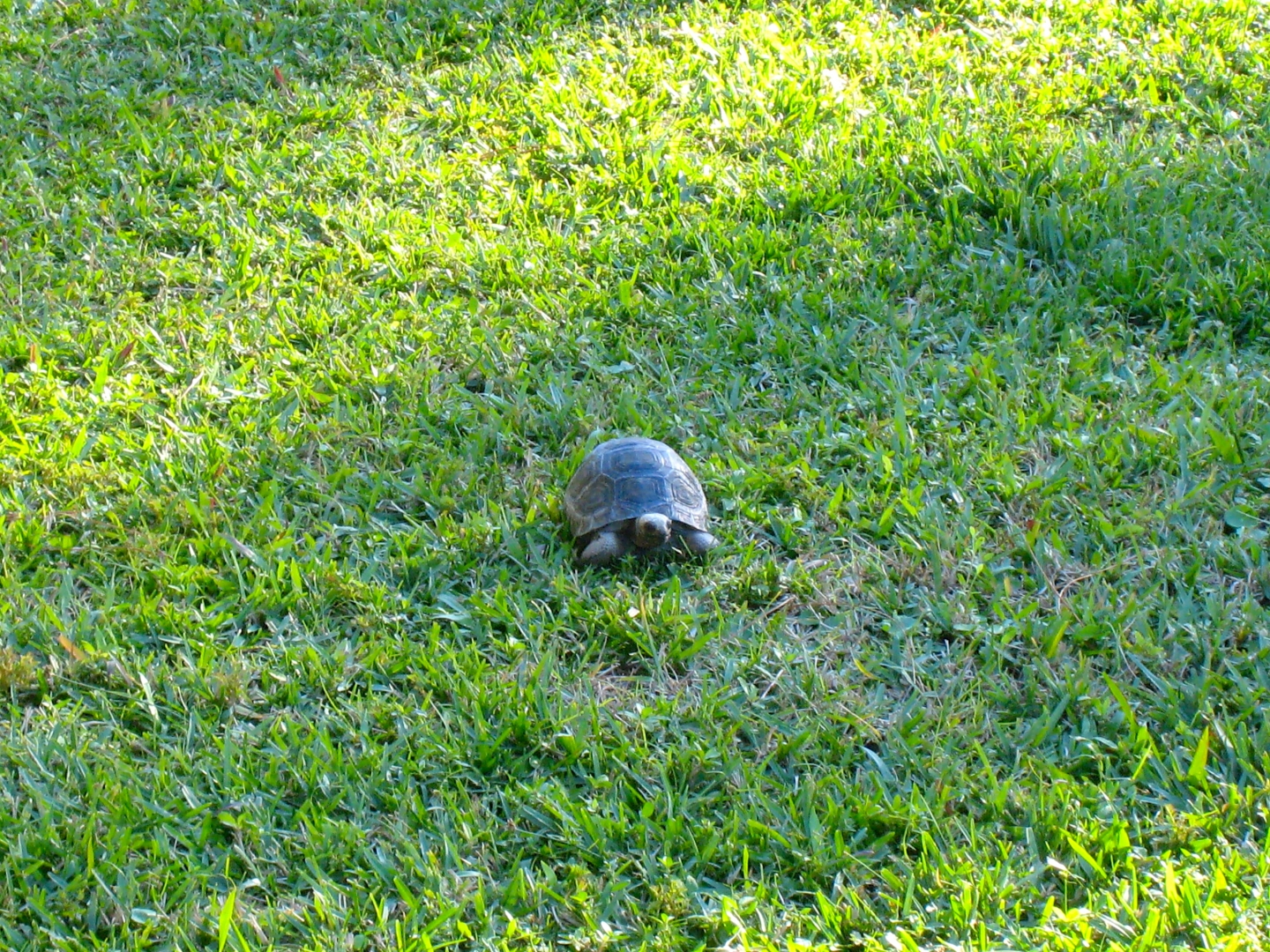 ALDABRA BREEDER