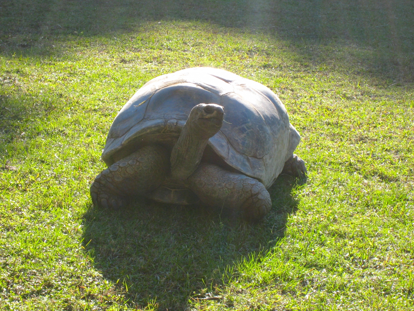 ALDABRA BREEDER