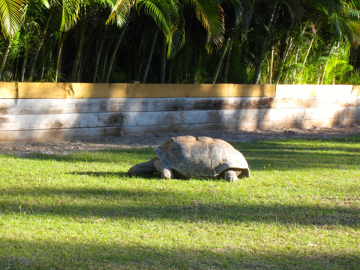ALDABRA BREEDER