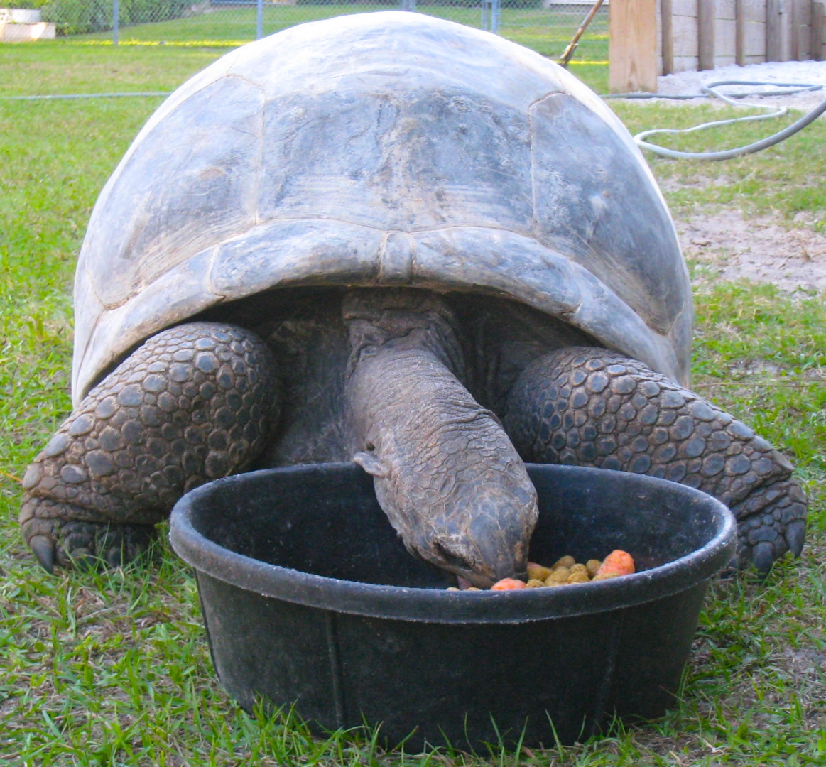 ALDABRA BREEDER