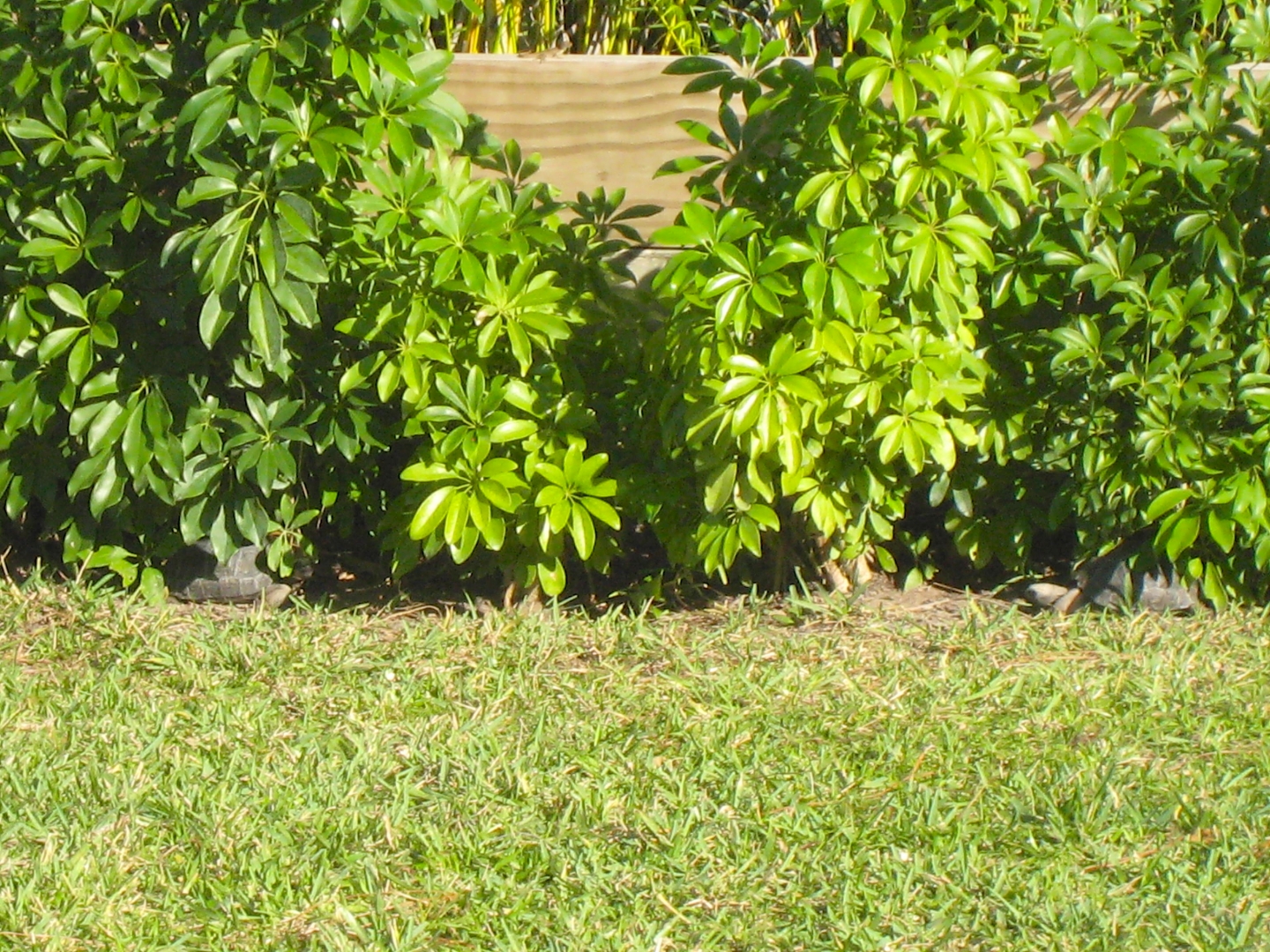 ALDABRA BREEDER