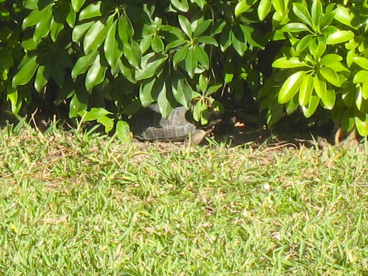 ALDABRA BREEDER