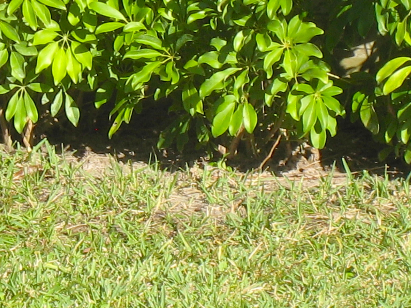 ALDABRA BREEDER