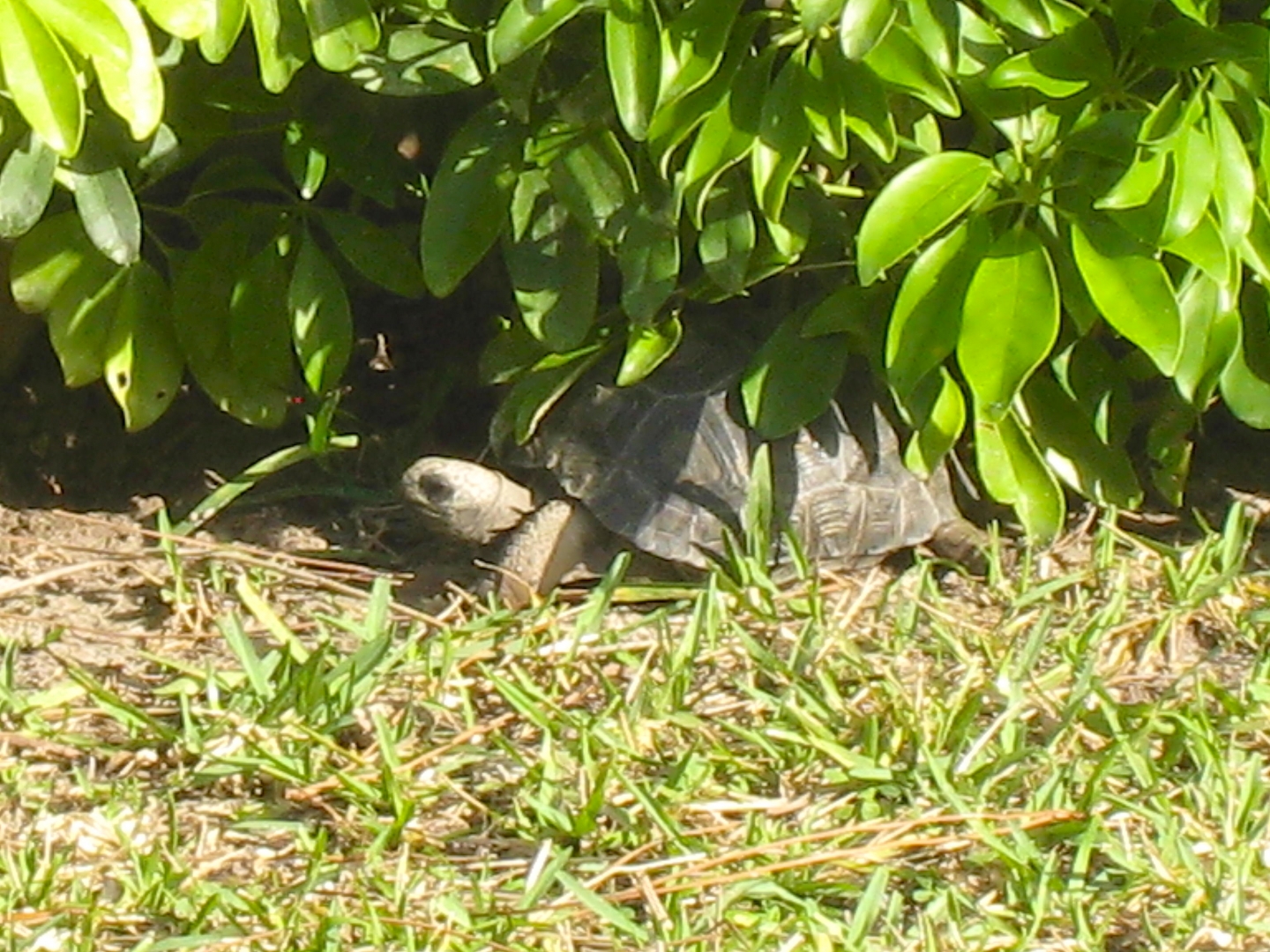 ALDABRA BREEDER