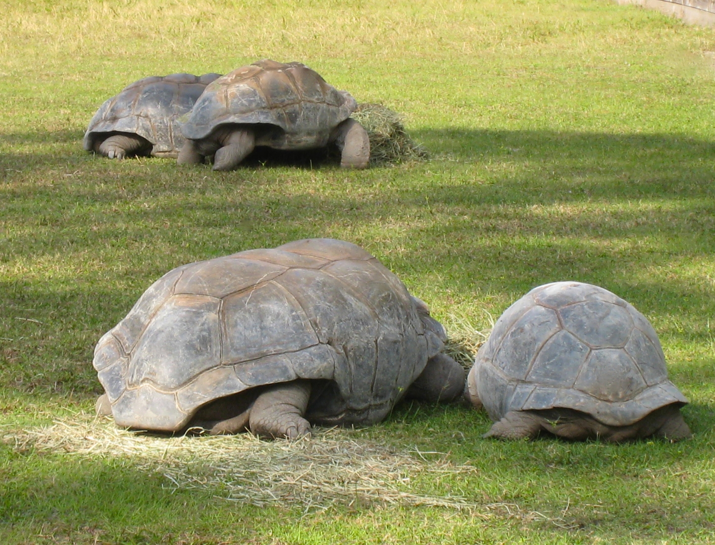 ALDABRA BREEDER