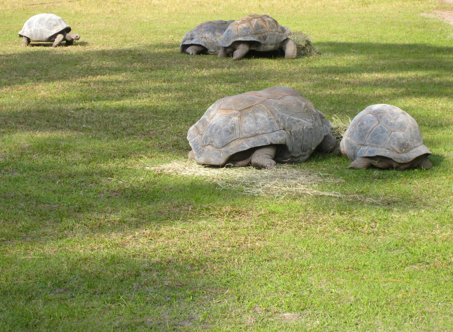 ALDABRA BREEDER