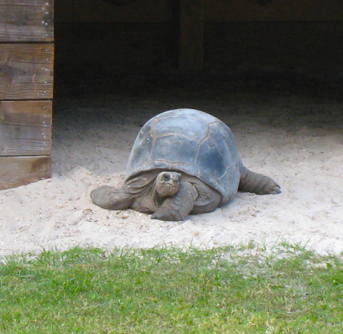ALDABRA BREEDER