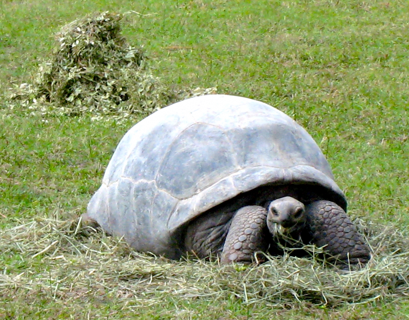 ALDABRA BREEDER