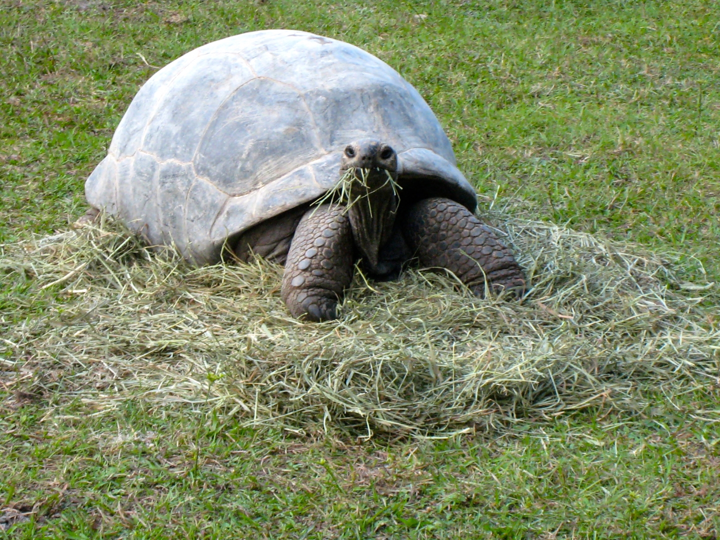 ALDABRA BREEDER