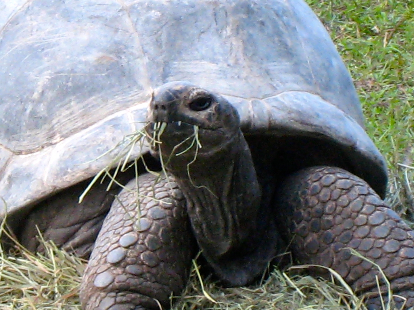 ALDABRA BREEDER