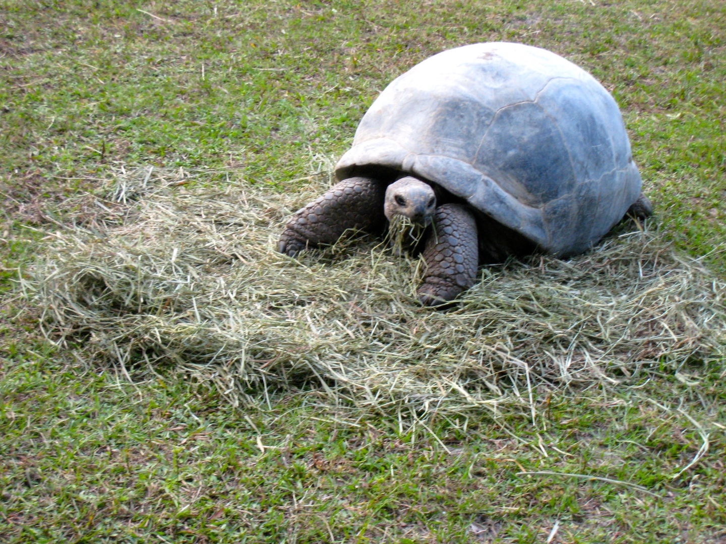 ALDABRA BREEDER
