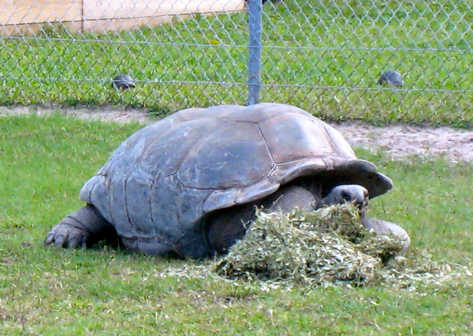 ALDABRA BREEDER