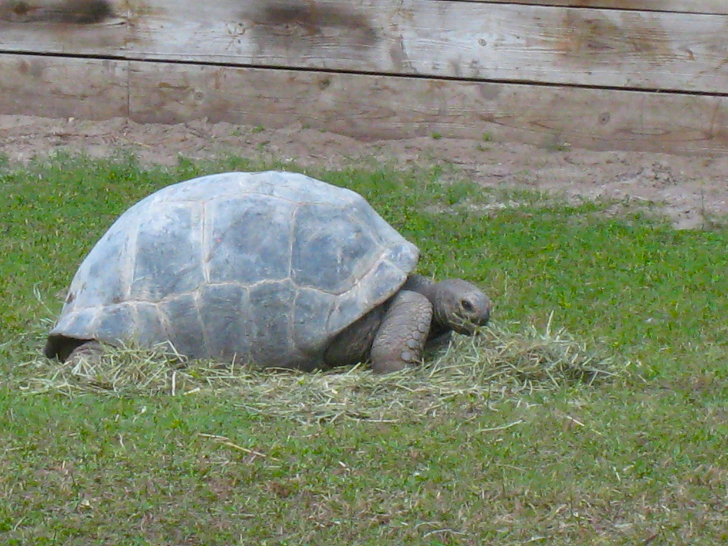 ALDABRA BREEDER