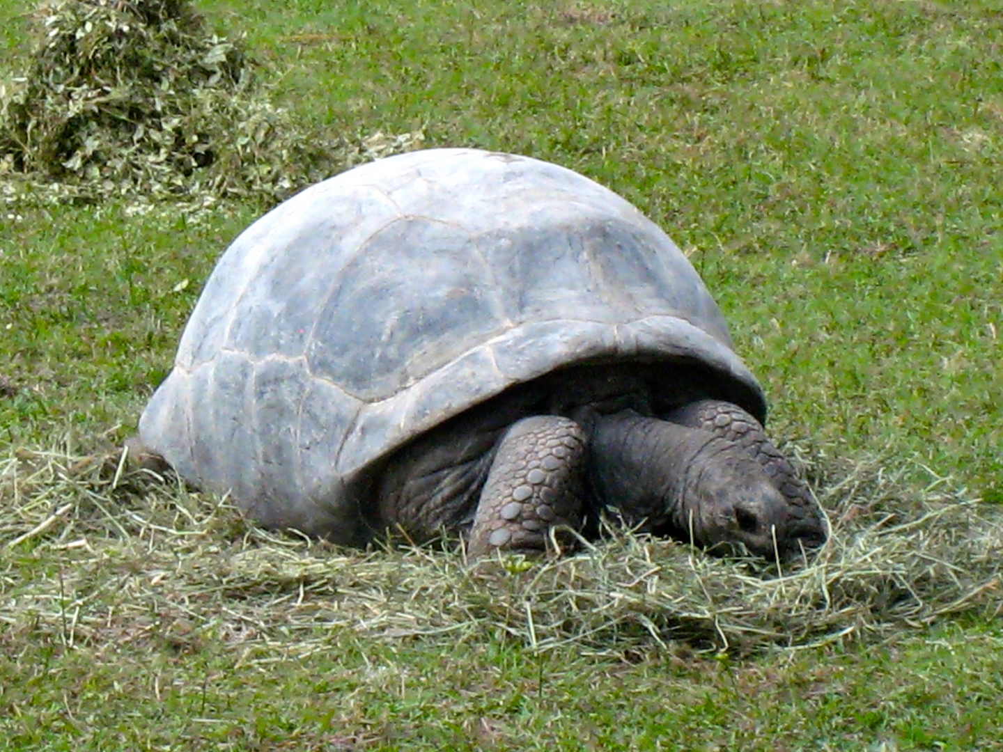 ALDABRA BREEDER