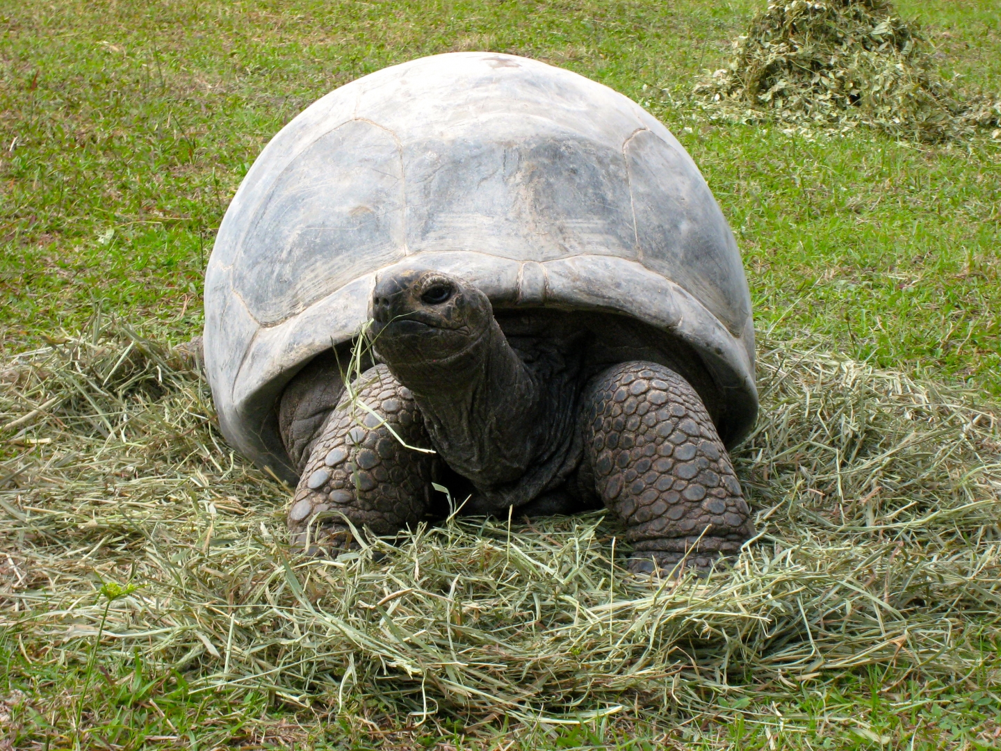 ALDABRA BREEDER