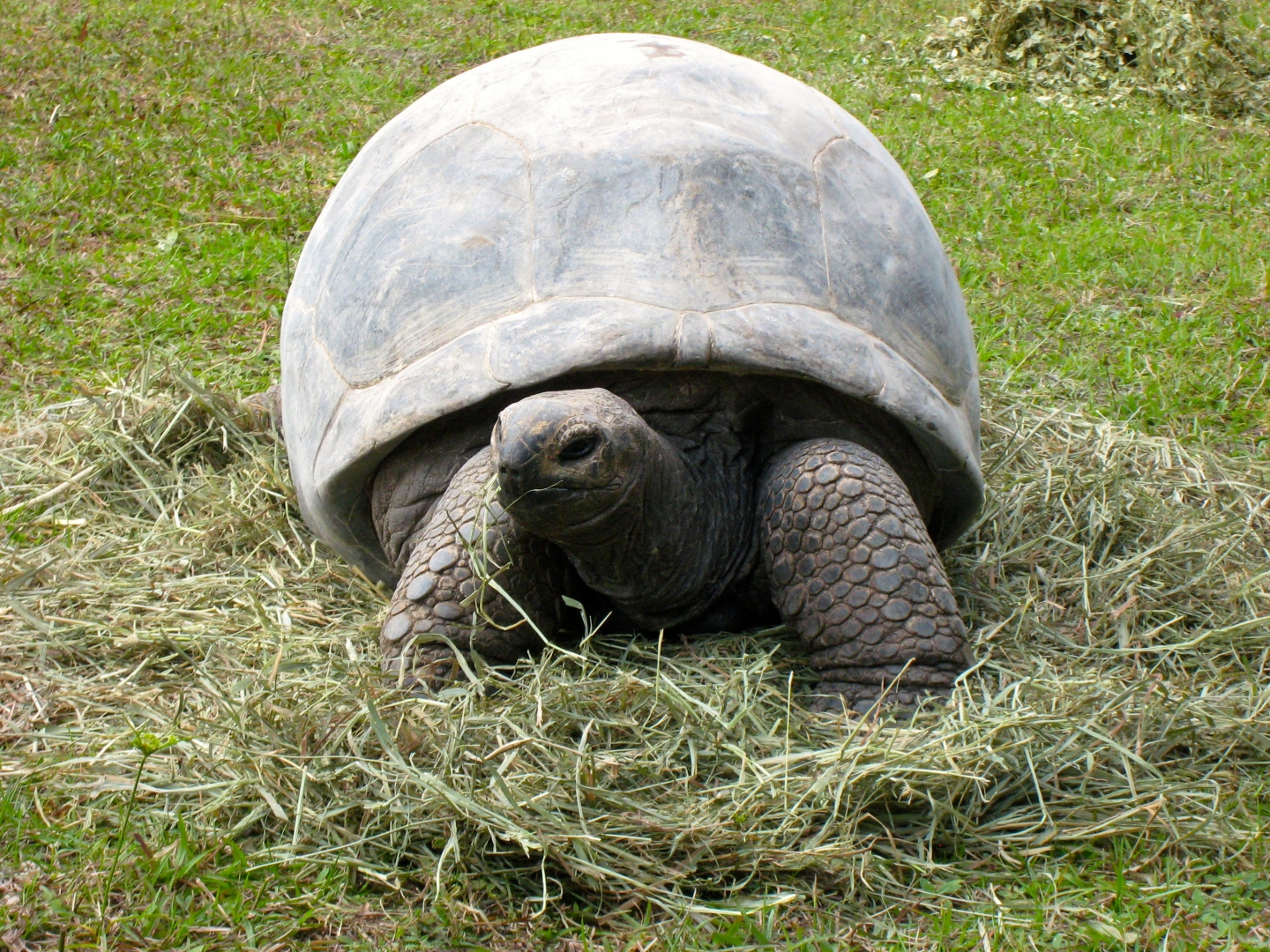 ALDABRA BREEDER