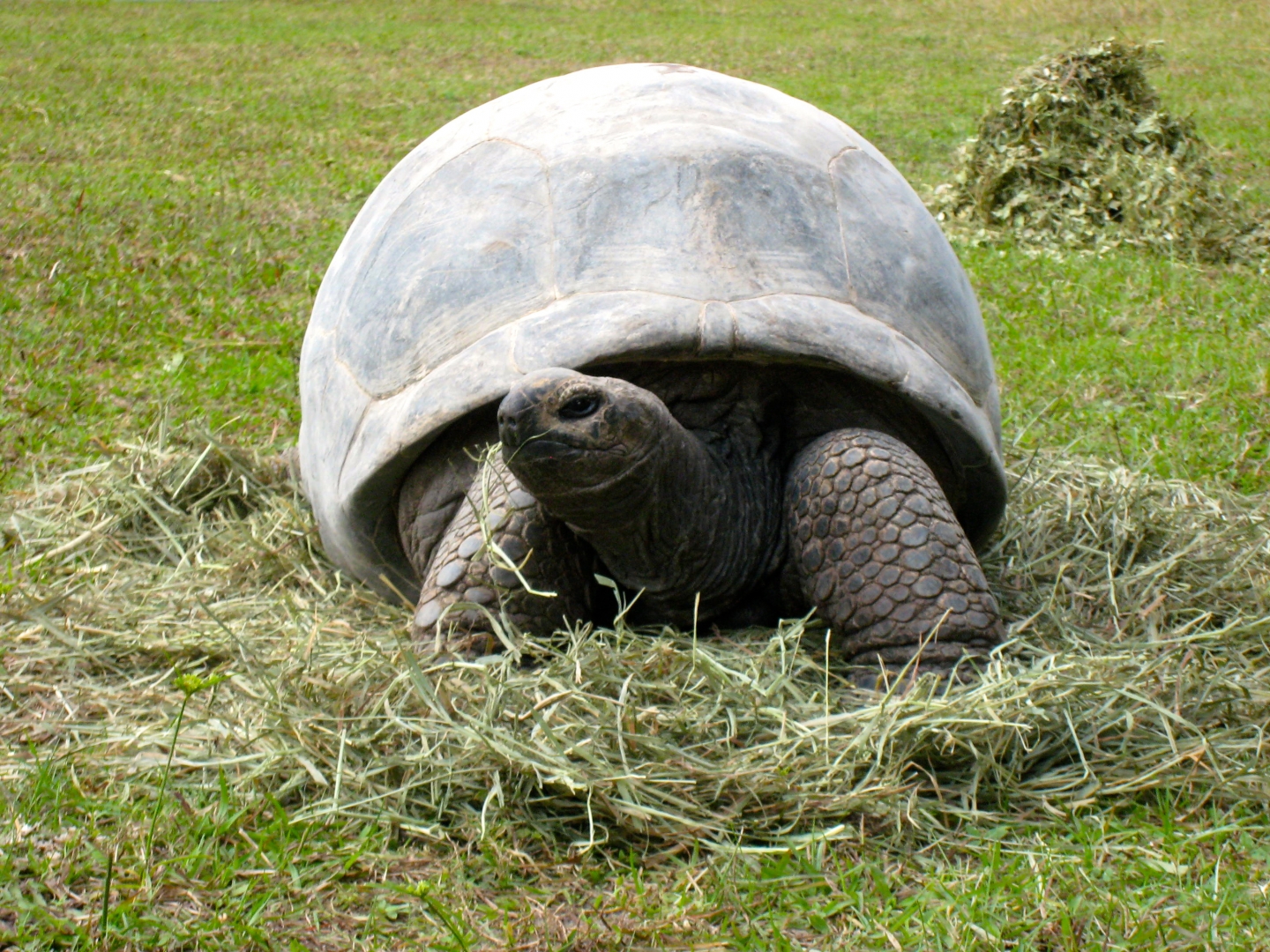 ALDABRA BREEDER