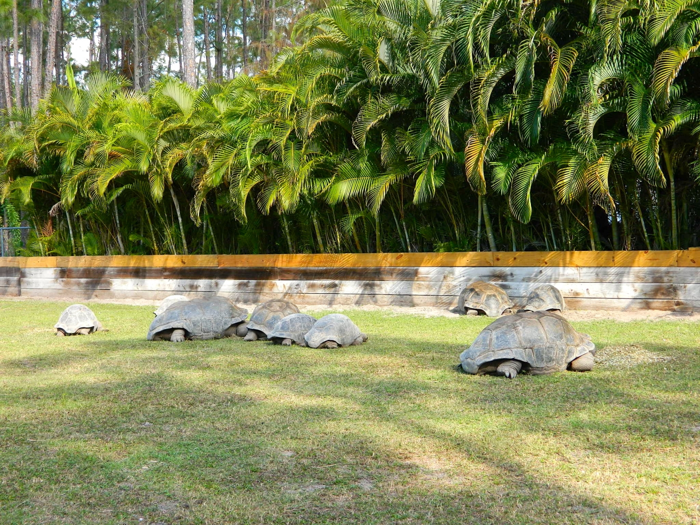 ALDABRA BREEDER