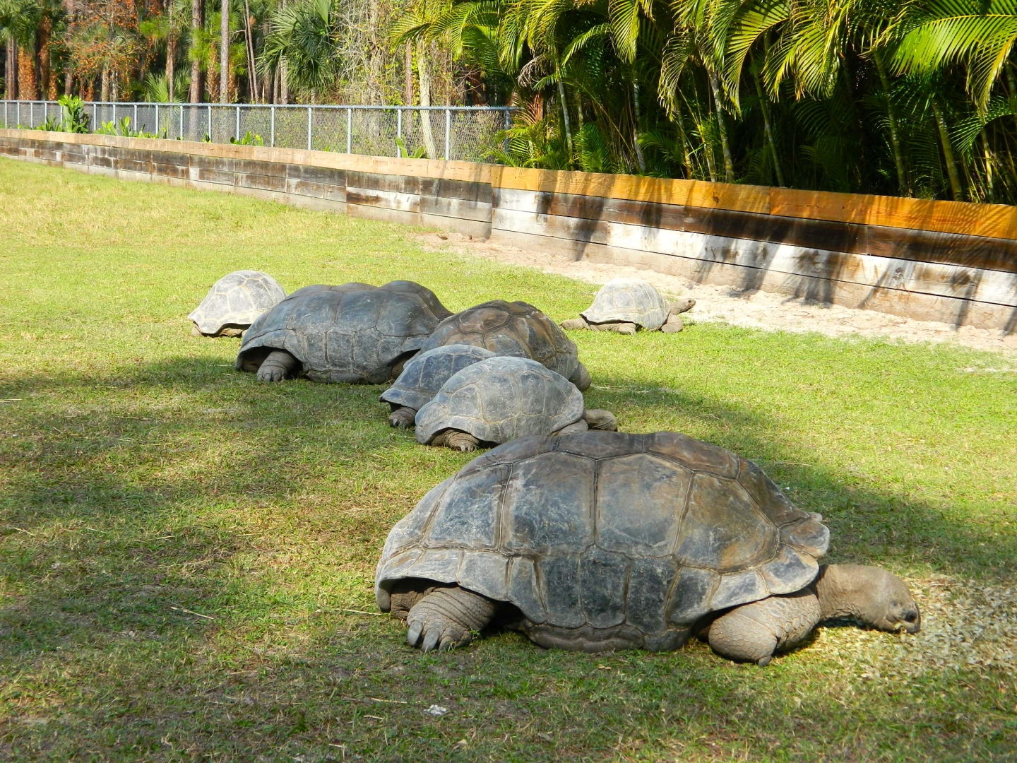 ALDABRA BREEDER