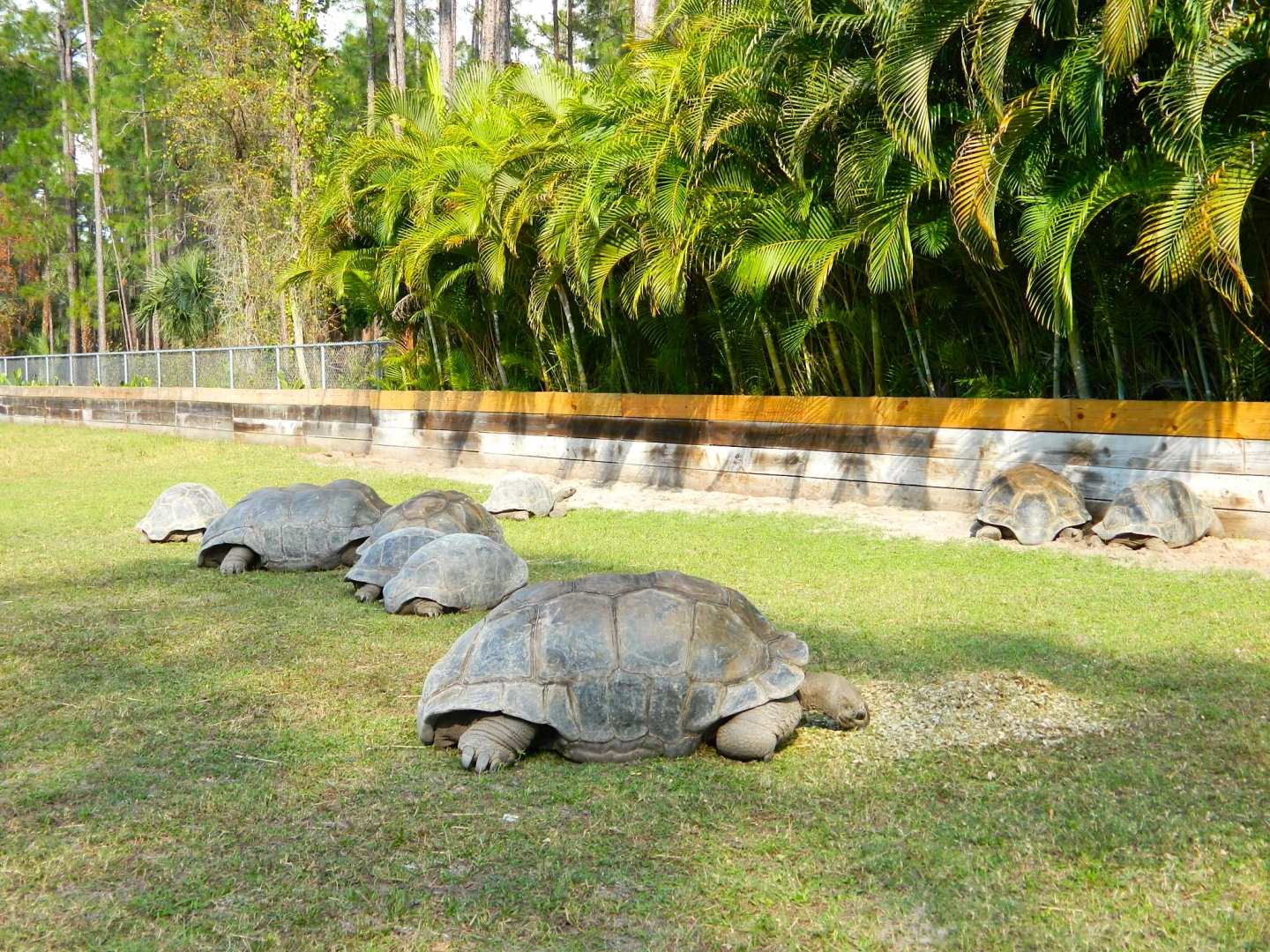 ALDABRA BREEDER