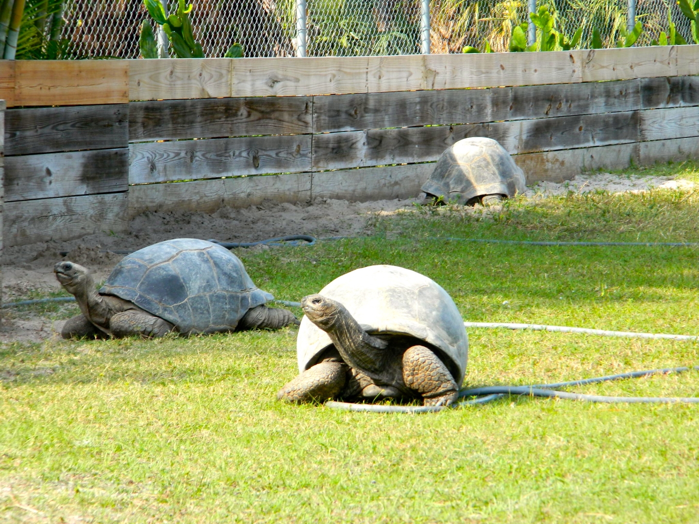 ALDABRA BREEDER