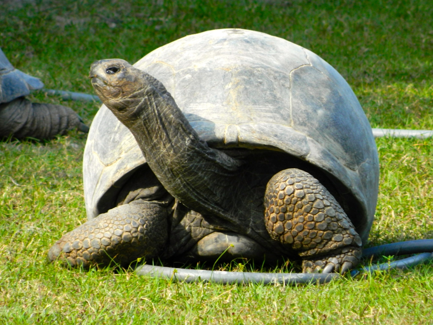ALDABRA BREEDER
