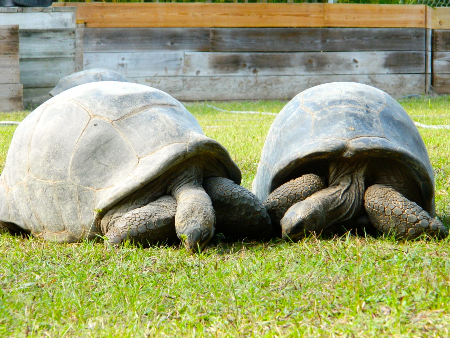 ALDABRA BREEDER