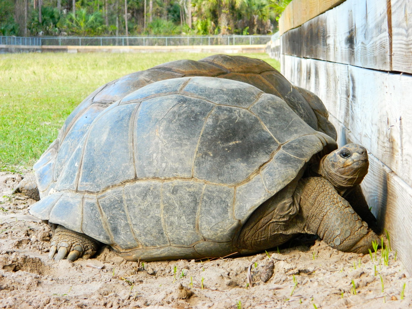 ALDABRA BREEDER