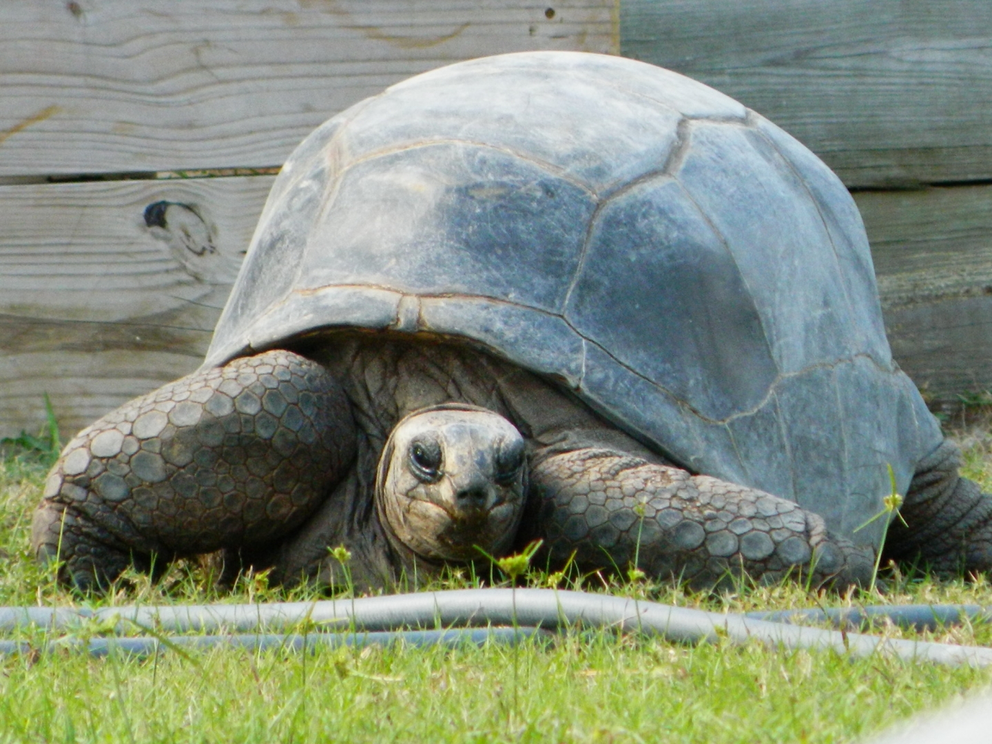 ALDABRA BREEDER