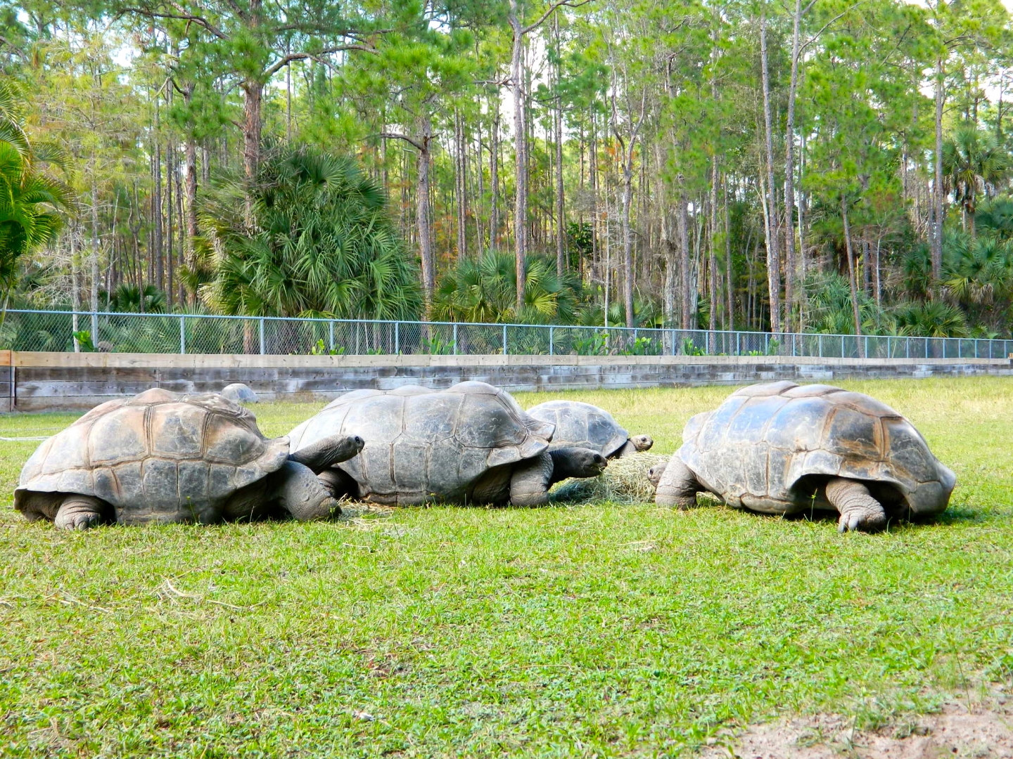ALDABRA BREEDER