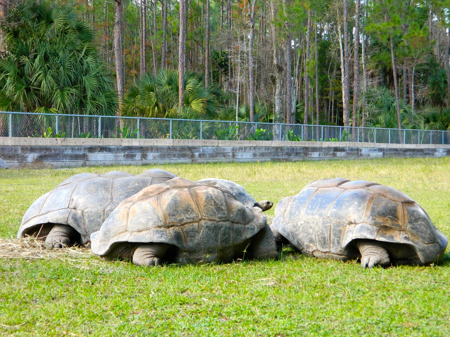 ALDABRA BREEDER