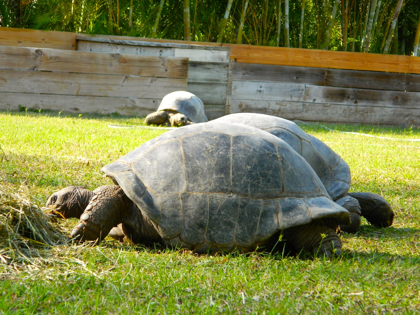 ALDABRA BREEDER