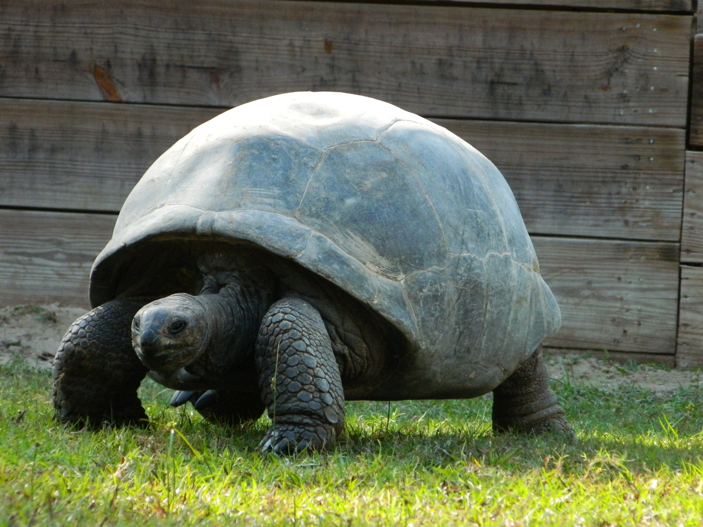 ALDABRA BREEDER