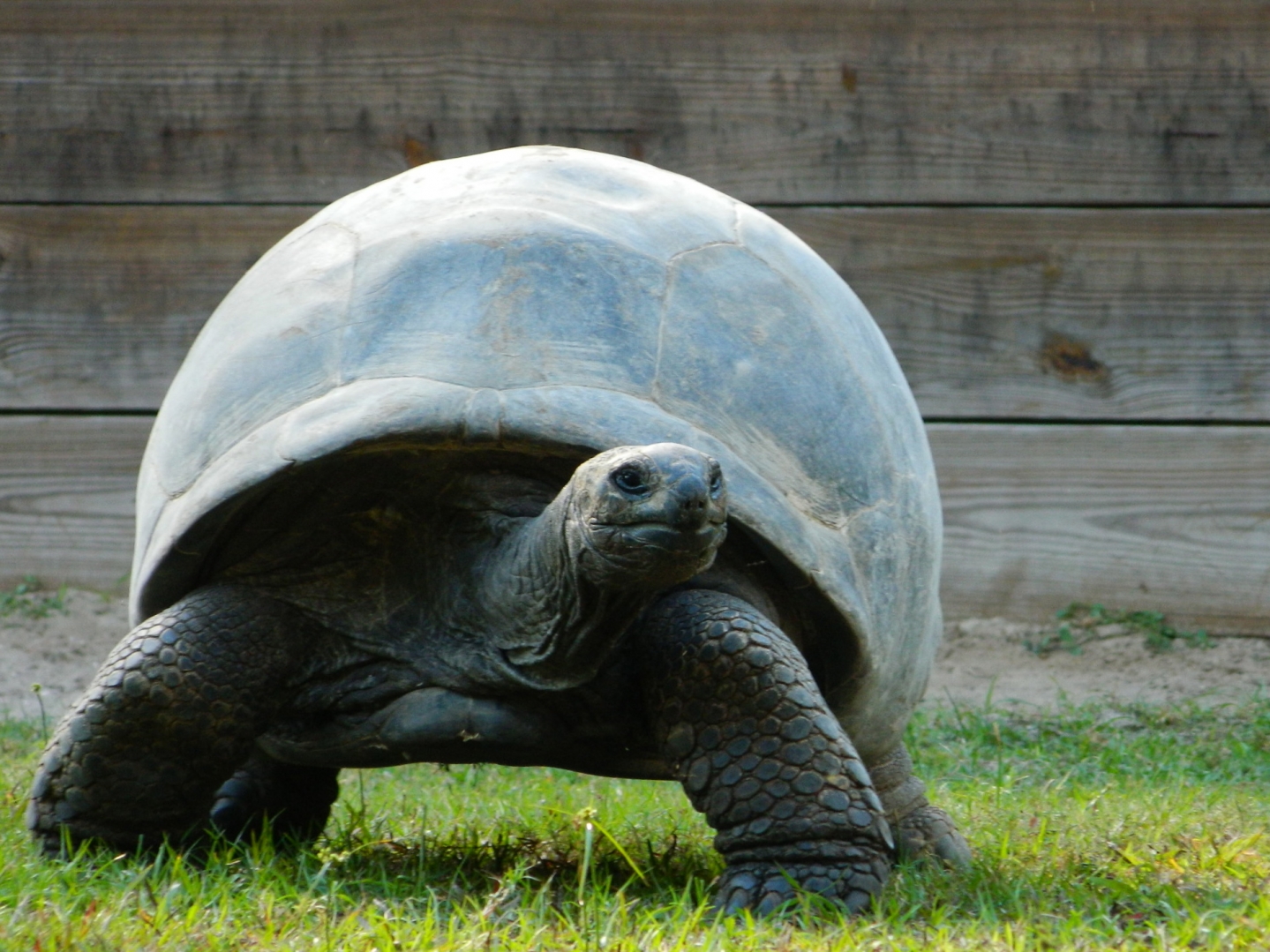ALDABRA BREEDER