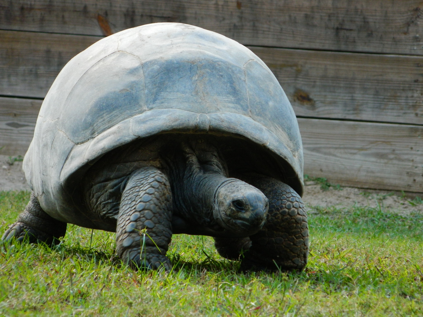 ALDABRA BREEDER